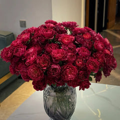 Black Jade Juice Rose Plant|黑玉果汁