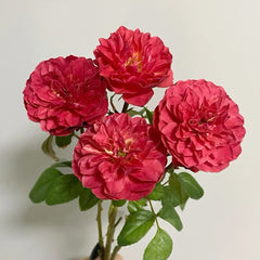 Black Jade Juice Rose Plant|黑玉果汁