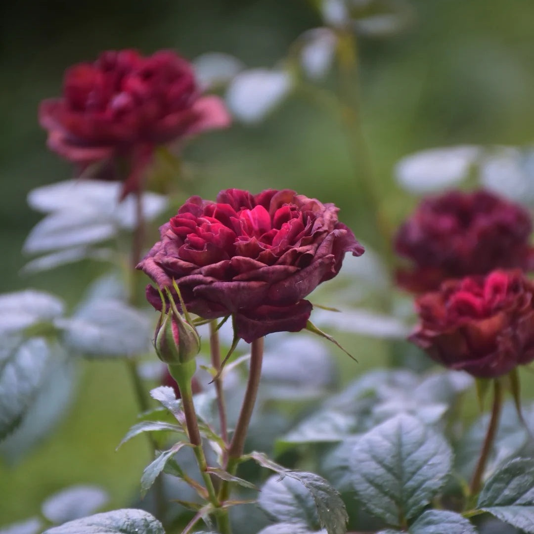 black jade rose plant Black Jade Juice Rose Plant|黑玉果汁 – Rose_Explosion