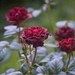 Black Jade Juice Rose Plant|黑玉果汁