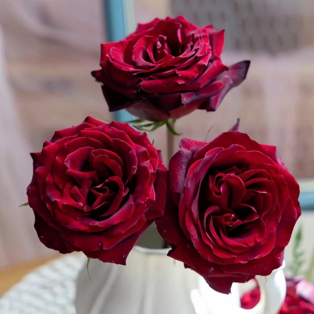 black pearl rose seeds Black Pearl Rose Plant|黑珍珠