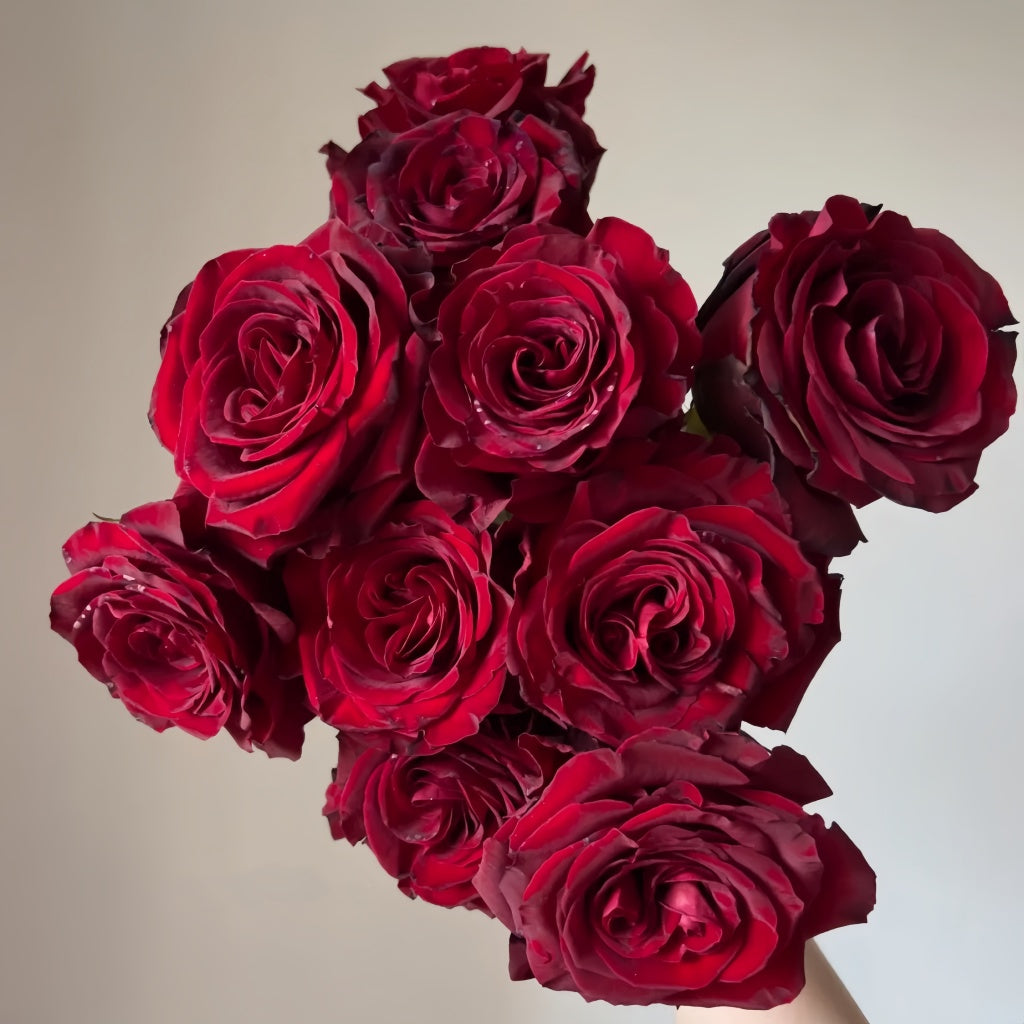 black pearl rose seeds Black Pearl Rose Plant|黑珍珠