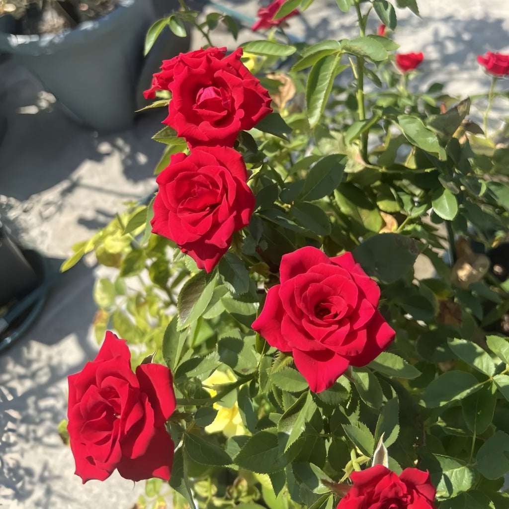 black pearl rose seeds Black Pearl Rose Plant|黑珍珠