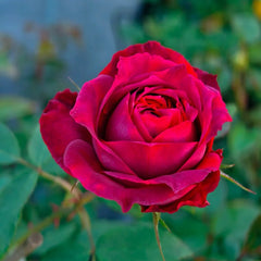 Black Tea Rose