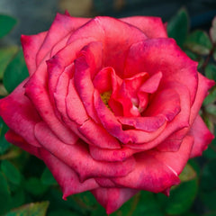 Black Tea Rose