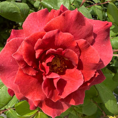 Black Tea Rose