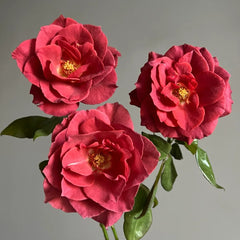 Black Tea Rose