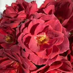 Black Tea Rose