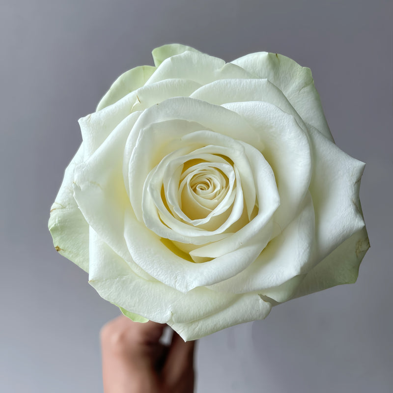 Blanche Elegance Rose