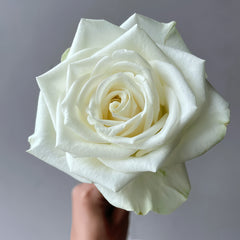 Blanche Elegance Rose