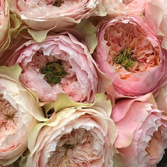 Bloomsbury Rose Plant - Enrich Your Garden's Elegance