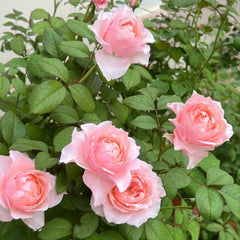 Bloomsbury Rose Plant - Enrich Your Garden's Elegance