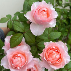 Bloomsbury Rose Plant - Enrich Your Garden's Elegance