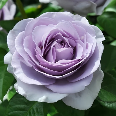 Blue Bajou Rose Plant