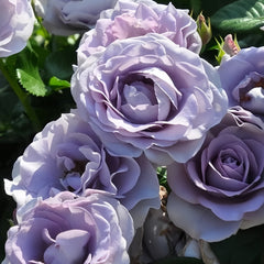 Blue Bajou Rose Plant