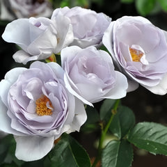 Blue Bajou Rose Plant