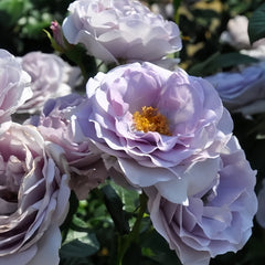 Blue Bajou Rose Plant