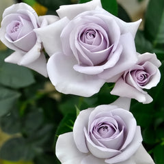 Blue Bajou Rose Plant