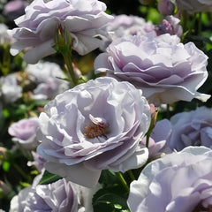 Blue Bajou Rose Plant