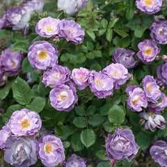 Blue For You Rose Plant|蓝色梦想