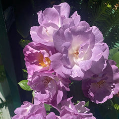 Blue For You Rose Plant|蓝色梦想