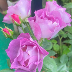 Blue For You Rose Plant|蓝色梦想
