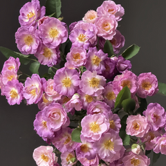 Blue For You Rose Plant|蓝色梦想