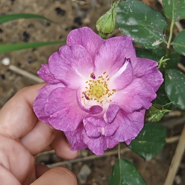 Blue For You Rose Plant|蓝色梦想