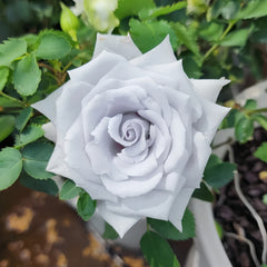 A single pale lavender-gray rose bloom surrounded by green leaves and garden mulch.