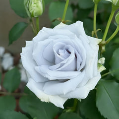 Blue Heaven Rose