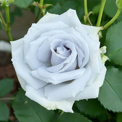 A single pale blue-white rose in full bloom surrounded by green leaves and stems.