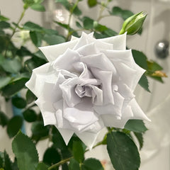 Blue Heaven Rose