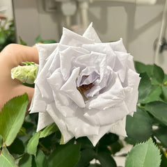 Blue Heaven Rose
