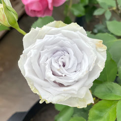Blue Heaven Rose