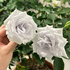 Blue Heaven Rose