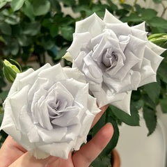 Blue Heaven Rose