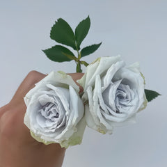 Blue Heaven Rose