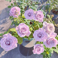 Blue Story Rose Plant