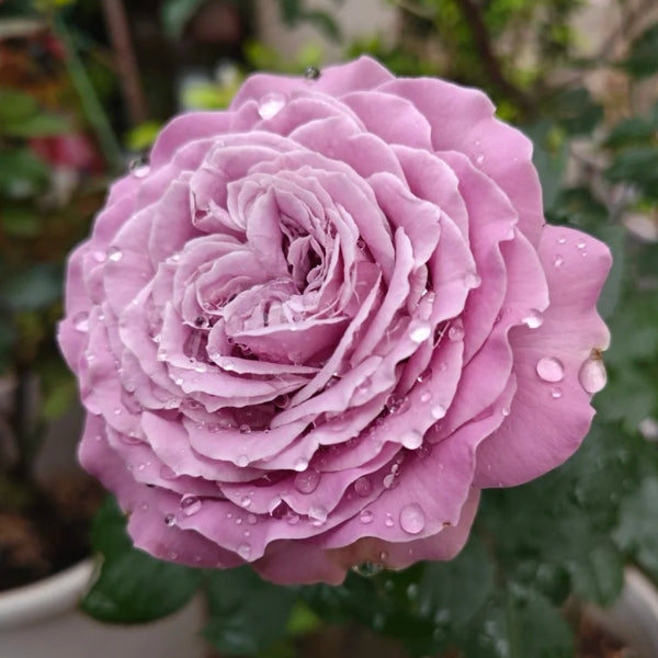 Blue Story Rose Plant