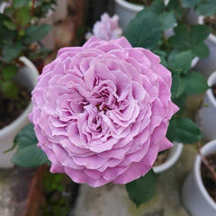 Blue Story Rose Plant