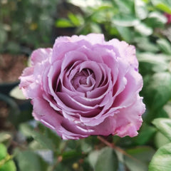 Blue Story Rose Plant