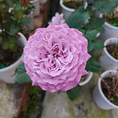 Blue Story Rose