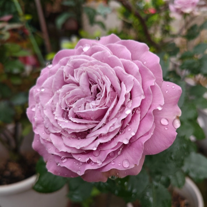 Blue Story Rose