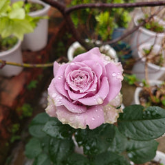 Blue Story Rose