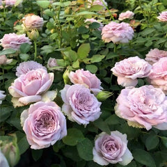 Blue Story Rose