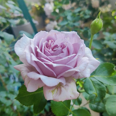 Blue Vague Rose Plant