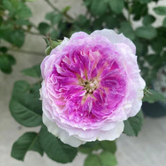 Blue Moon Stone Rose – Enchanting Garden Beauty