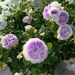 Blue Moon Stone Rose – Enchanting Garden Beauty