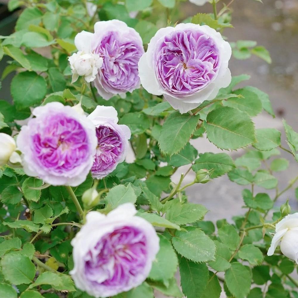 Moonstone Ruffle Roses Blue Moon Stone Rose – Enchanting Garden Beauty – Rose_Explosion