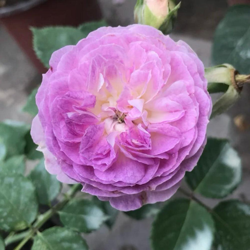 Blue Moon Stone Rose – Enchanting Garden Beauty